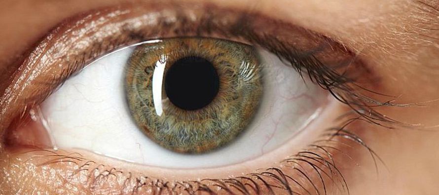 El ojo por lo general es aproximadamente esférico, lleno de una sustancia transparente...
