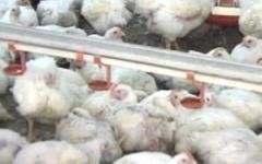 Se ha presentado un brote de influenza aviar en Arkansas, que produce al menos 80 por ciento del...
