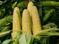 Esos pueblos del maíz son los que sufren el embate privatizador en beneficio de las...