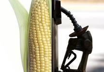 Sin embargo, llama la atención que continúa fuerte la demanda de maíz para la...