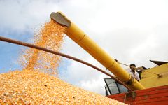 El riesgo de que el maíz mexicano se contamine con los transgenes del maíz...