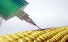 La tecnología agrícola basada en organismos genéticamente modificados ha...