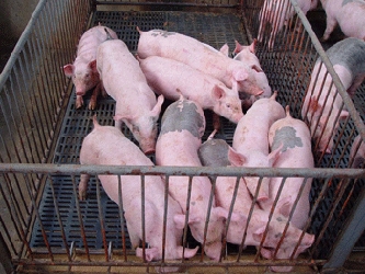 En México, la industria del cerdo emplea a 350,000 personas y produce 1.5 millones de...