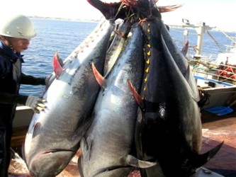 Este tipo de atún es el pescado más caro que existe y su principal mercado...