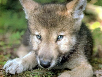 El Periódico de México | Noticias de México | EcologiaContaminacion |  Cachorros de Lobo Mexicano, esperanzas para especie en peligro