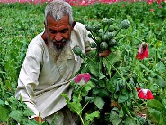 La gran mayoría de amapolas de opio crecen en una estrecha zona montañosa de unos...