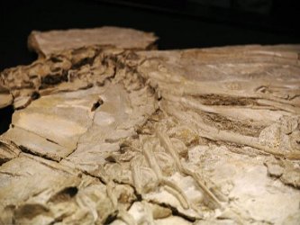 El fósil, prácticamente completo y único, bautizado como 