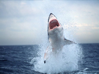 Salem, el funcionario, dijo que la Guardia Costera buscaba al tiburón y emitió un...