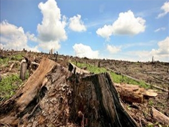 El titular de la Comisión Nacional Forestal explicó que el acto será...