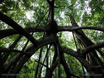 Los manglares son la frágil vegetación que protege las costas de la erosión,...