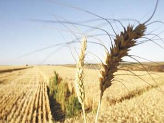 La OCDE expone que la agricultura y la pesca son especialmente vulnerables al cambio...