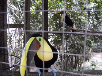 El centro de rehabilitación -ubicado en la parte trasera del zoológico- cumple con...