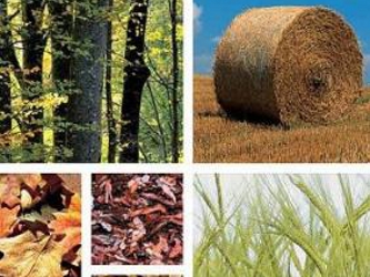 Actualmente, 24 por ciento de la biomasa terrestre global está mercantilizada. En juego...