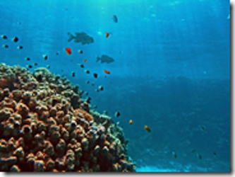 La temperatura ascendente de las aguas oceánicas causa una proliferación del...