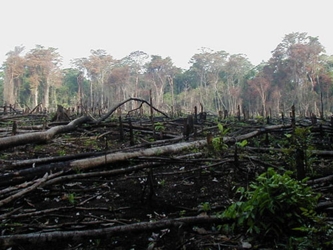 El control de la deforestación ilegal en Brasil se ha vuelto una tarea cada vez más...