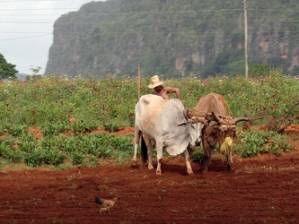 Cuba tiene una superficie agrícola de 6.6 millones de hectáreas, de las cuales...