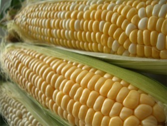 Informes gubernamentales sobre la cosecha de maíz de Estados Unidos se han vuelto cada vez...
