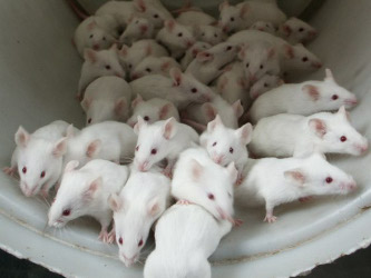 En la última prueba para medir la resolución de las ratas, los científicos les...