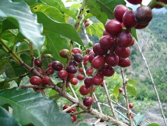 Los productores de café de Brasil han estado almacenando parte de su cosecha a la espera de...