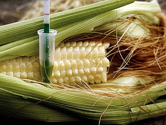 Usualmente en Sinaloa se siembran con maíz 300 mil hectáreas de riego, pero Monsanto...