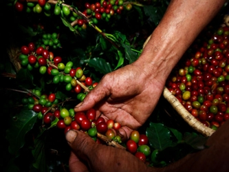 Agregó que 76 por ciento de las exportaciones estuvo distribuido en café verde, 23...