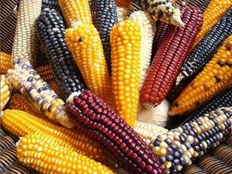  La autorización sería un gran paso de la industria multinacional de maíz...