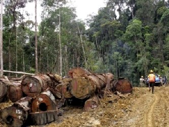 La tala de estos bosques o su contaminación por escapes de petróleo es, a su vez,...
