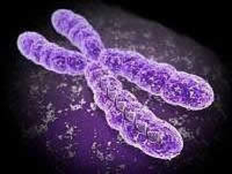 Pero volviendo al punto inicial, al comparar los cromosomas X entre ratones y humanos, se...