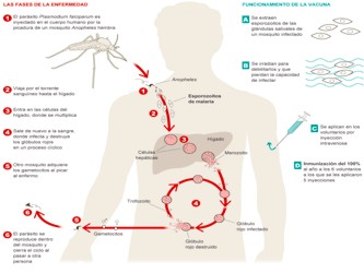 La malaria mata a cerca de 2.000 personas al día, según los últimos...