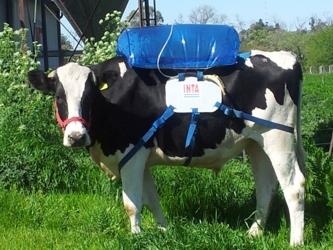 Con el metano producido por una vaca en un día se puede mantener en funcionamiento una...