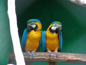 Las aves decomisadas son 59 pericos uruguayos y 79 australianos, 63 agaponis, 37 finches y 18...