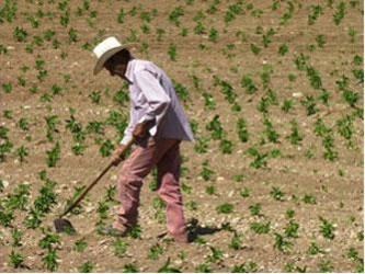 Para apoyar su agricultura, México invierte tres veces menos por hectárea que Estados...