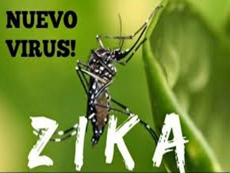 Oxitec reporta una reducción de 80-90 por ciento de la población de mosquitos en las...