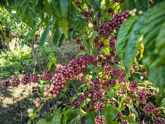 En Brasil, en cambio, João Elvidio Galimberti está plantando más café porque...