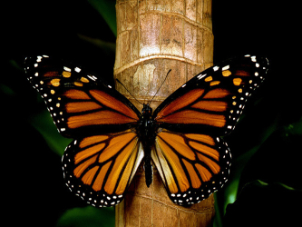 La disminución de la población de la mariposa monarca se debe a la reducción...