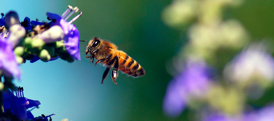Las abejas desempeñan un papel crítico en el abasto de alimentos porque un tercio de...