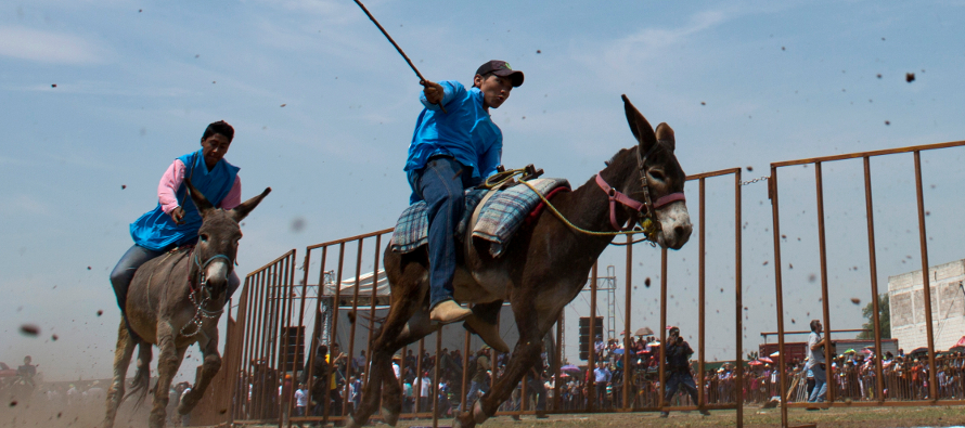Hasta 40.000 personas acuden a la feria anual de burros en Otumba para ver a los animales competir...