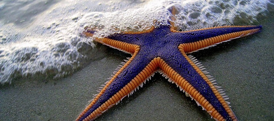 Desde 2014, un virus ha matado millones de estrellas de mar en la costa del Pacífico, desde...