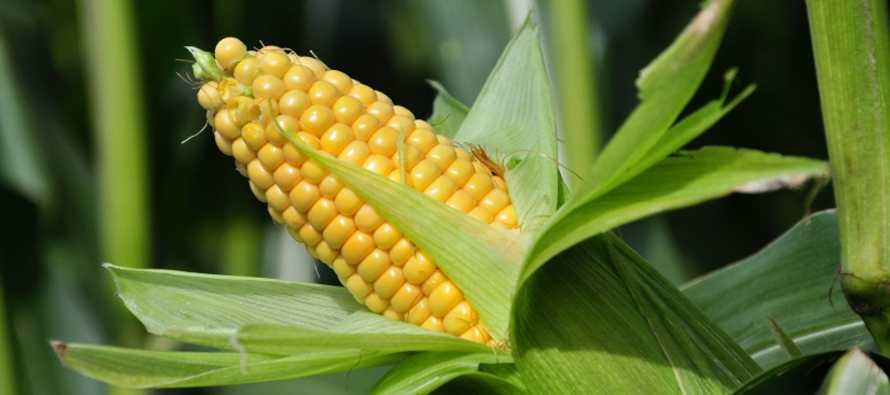 Las exportaciones de maíz de Estados Unidos han superado a las del año pasado porque...