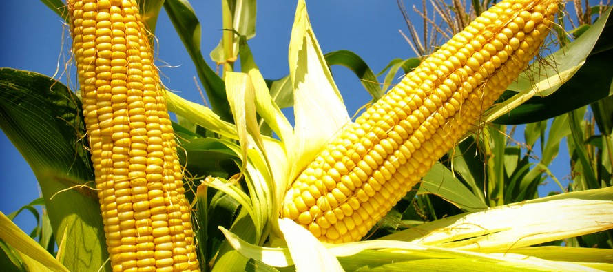 El registro oficial presume que en 2015 el sector agroalimentario del país reportó un...