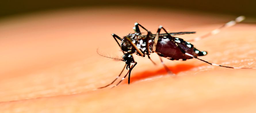 La fiebre chikungunya es una enfermedad vírica transmitida al ser humano por mosquitos. Se...