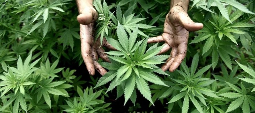 La legalización del uso de la marihuana para usos recreativos acababa de llegar a California...