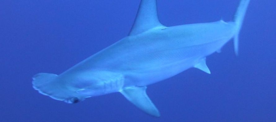 Una característica especial de este tipo de tiburón y que explica la sobrepesca es...