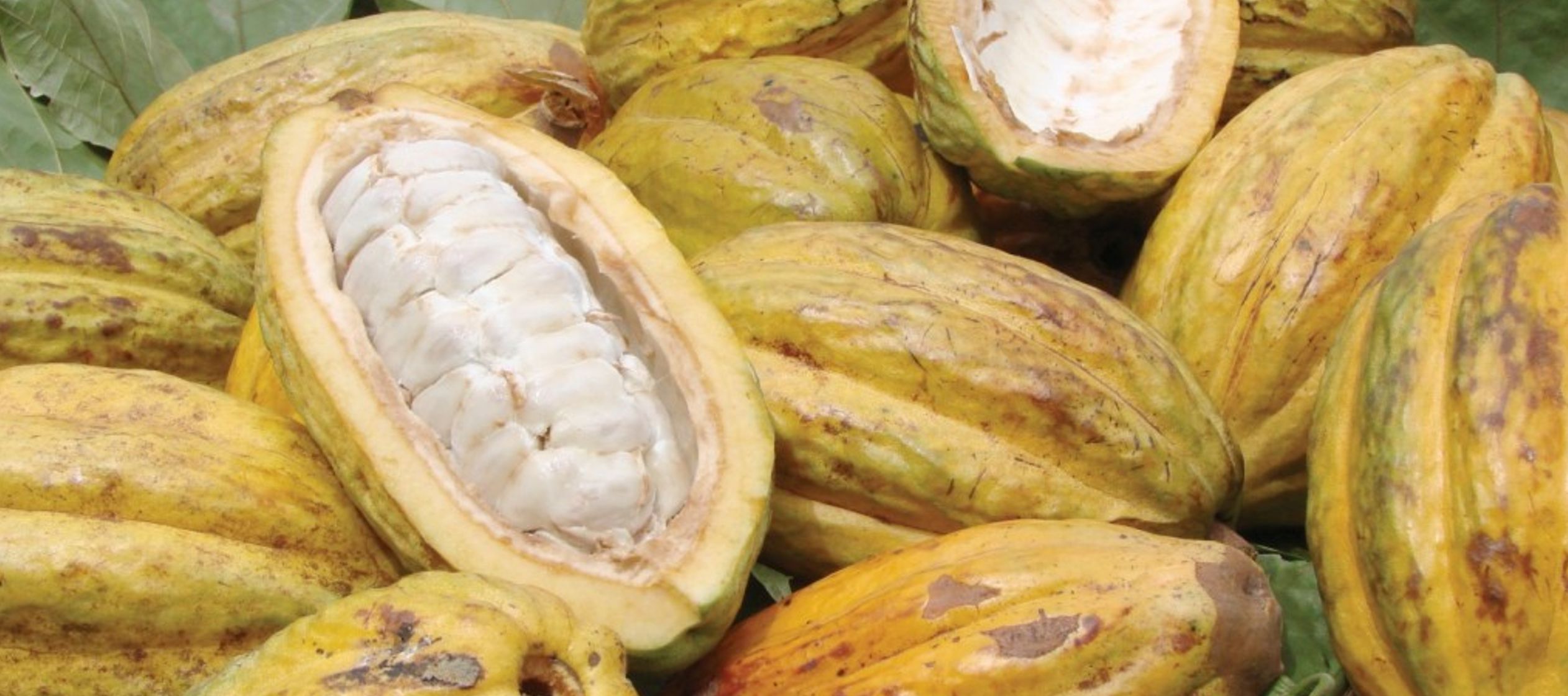El grano de cacao de Norandino se cultiva en la localidad piurana de Chulucanas y cuenta con...