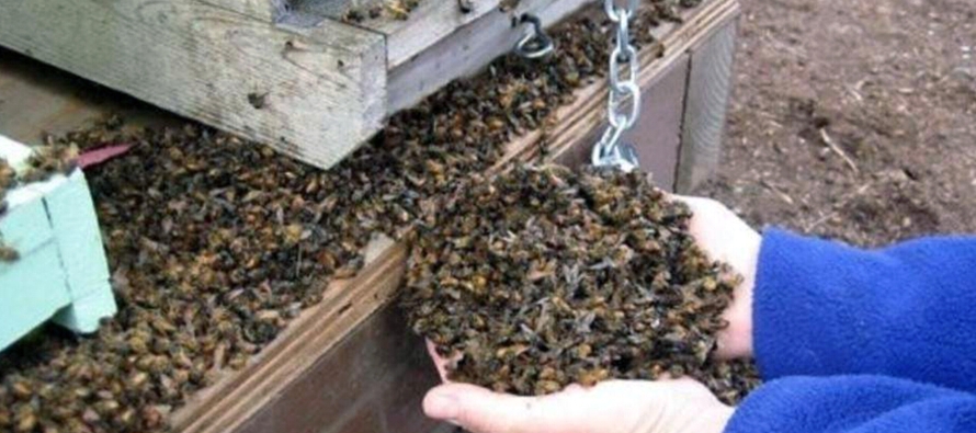 Hasta ahora se han contabilizado 365 colmenas afectadas en 18 apiarios que están en un radio...