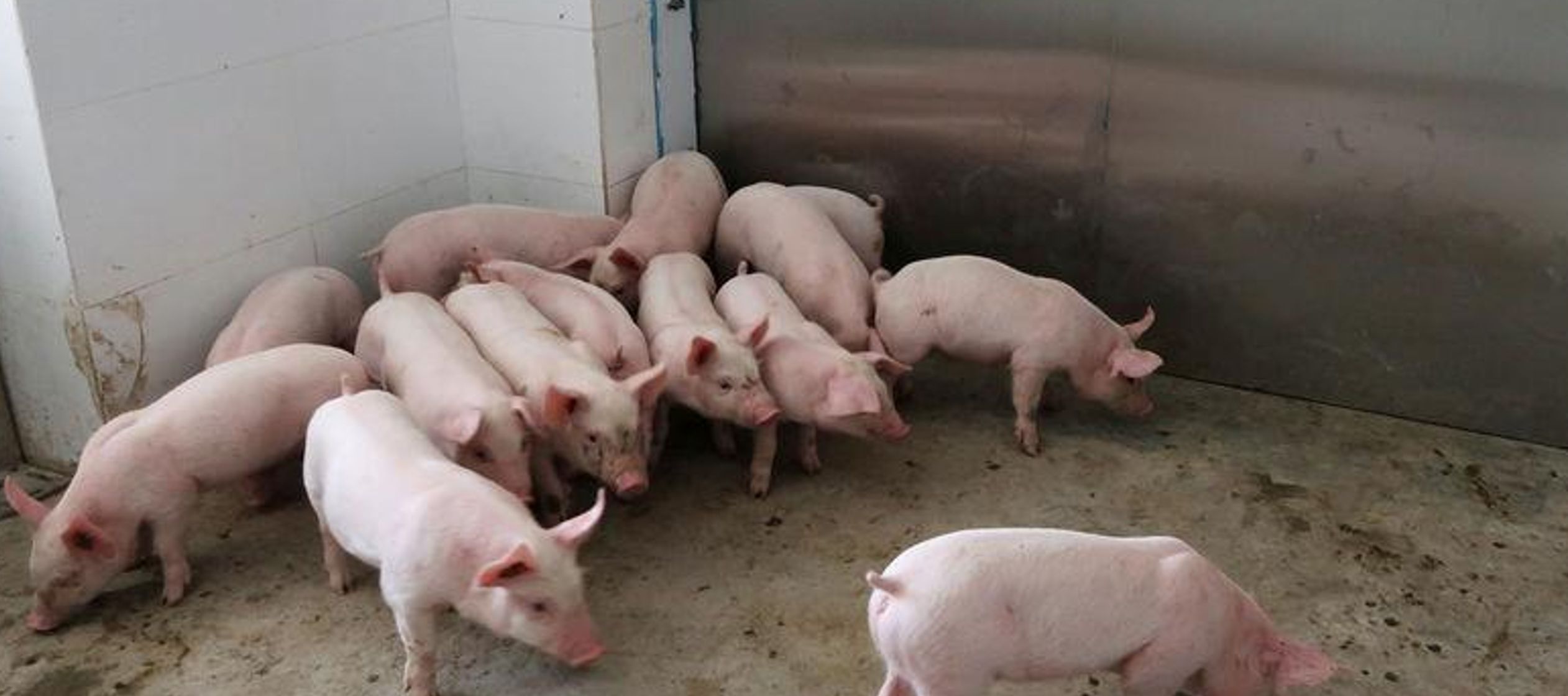 Imagen de archivo. Cerdos jóvenes se preparan para entrar en un elevador en la granja de...