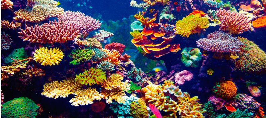 A diferencia de los ecosistemas terrestres, en los mares los microorganismos son la principal forma...