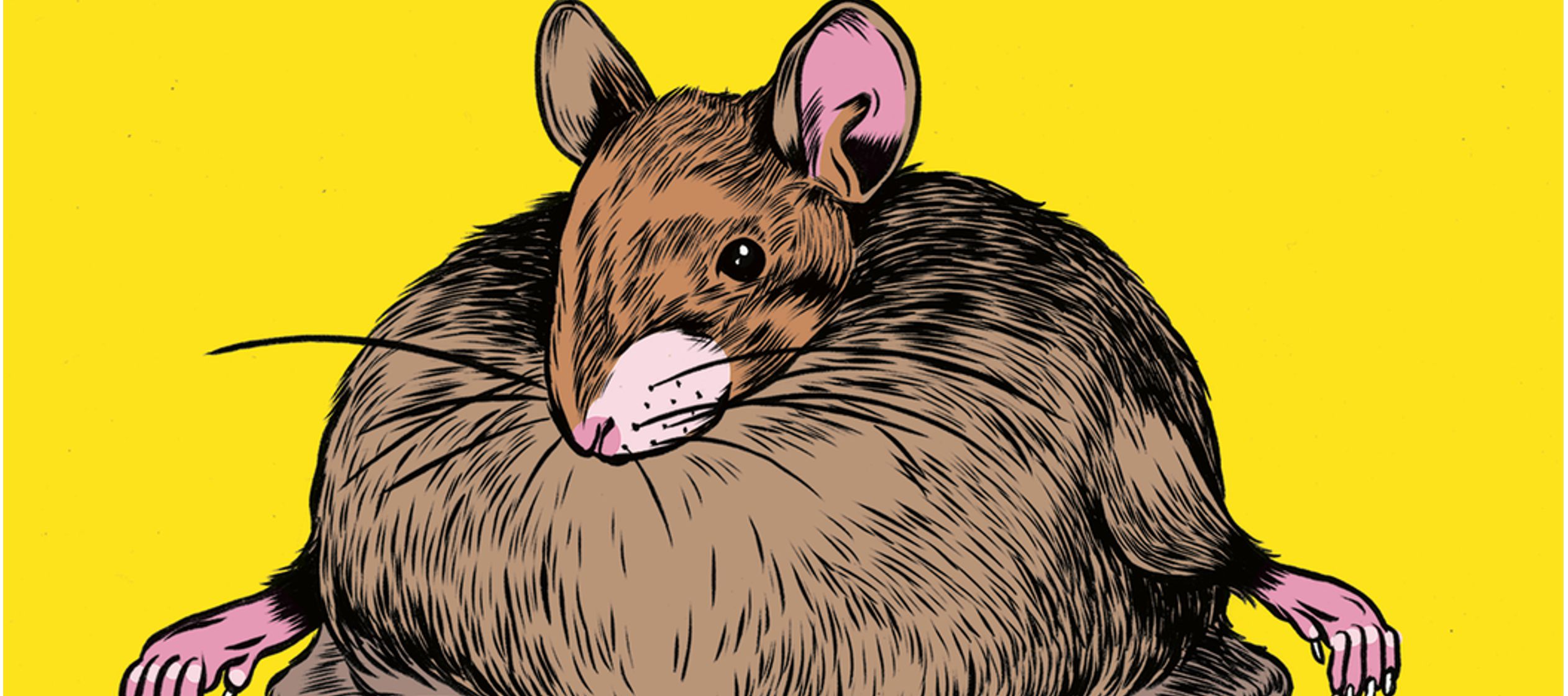 Solo algunos de los ratones se volvieron obesos; casi todos eran los que habían estado en...