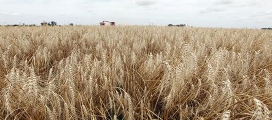 El CIC estimó la producción mundial de trigo en el ciclo 2018/19 en 729 millones de...