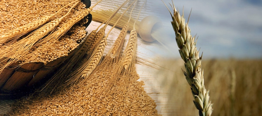 Argentina es uno de los principales exportadores mundiales de trigo y en su último reporte...